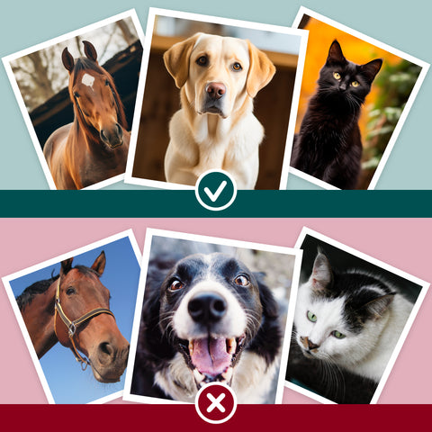 Pet Portraits UK Image Guide, the best angle to use by S.Golding