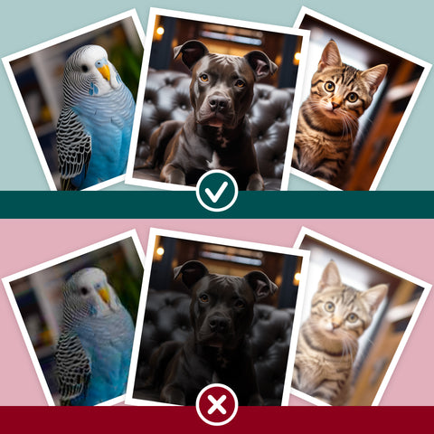 Pet Portraits UK Image Guide, the best  lighting