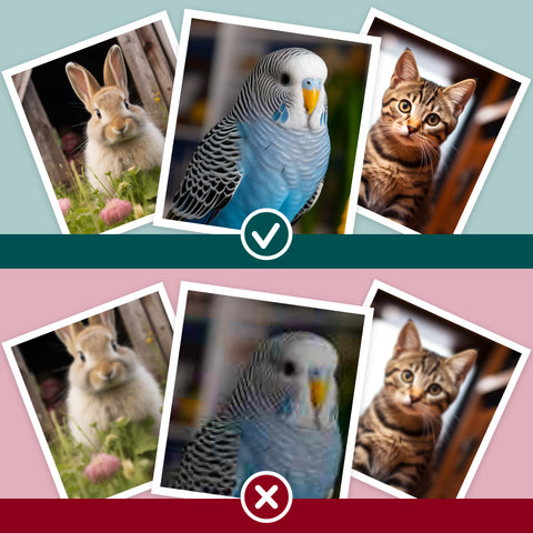 Pet Portraits UK Image Guide, the best pictures to use by S.Golding