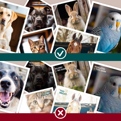 Pet Portraits UK Image Guide, overview by S.Golding